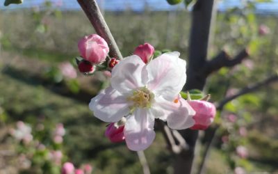 Almafavirágzás